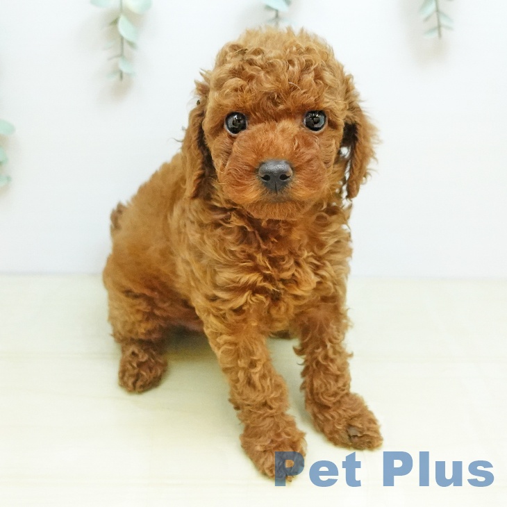 トイ・プードル