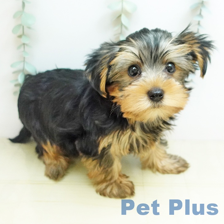 ヨークシャー・テリア