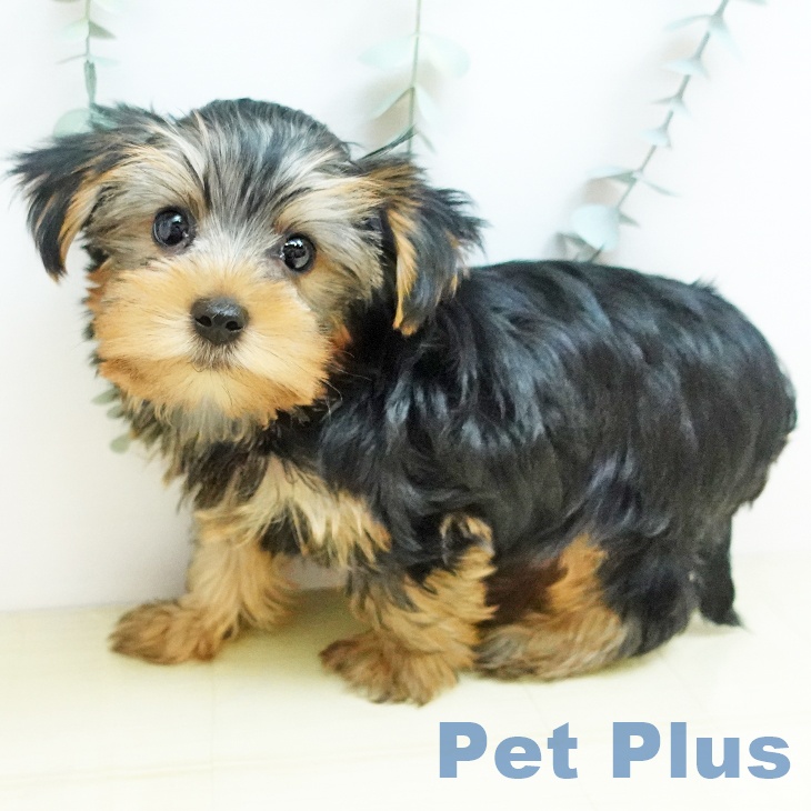 ヨークシャー・テリアの写真2