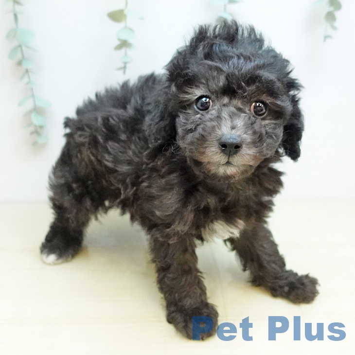 香川県のトイプードル(トイ) (ペットプラス 綾川店/2025年9月24日生まれ/男の子/シルバー)の子犬の1枚目の画像