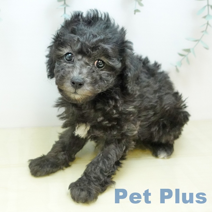 香川県のトイプードル(トイ) (ペットプラス 綾川店/2025年9月24日生まれ/男の子/シルバー)の子犬の2枚目の画像