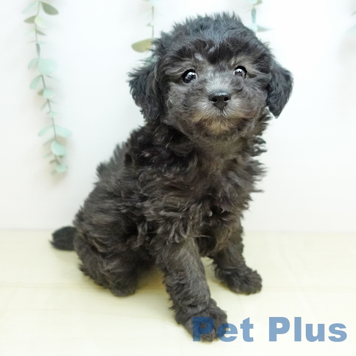 愛媛県のトイプードル(トイ) (ペットプラス 新居浜店/2025年9月24日生まれ/男の子/シルバー)の子犬の1枚目の画像