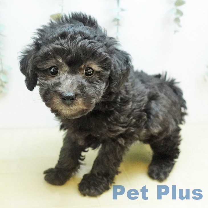 愛媛県のトイプードル(トイ) (ペットプラス 新居浜店/2025年9月24日生まれ/男の子/シルバー)の子犬の2枚目の画像