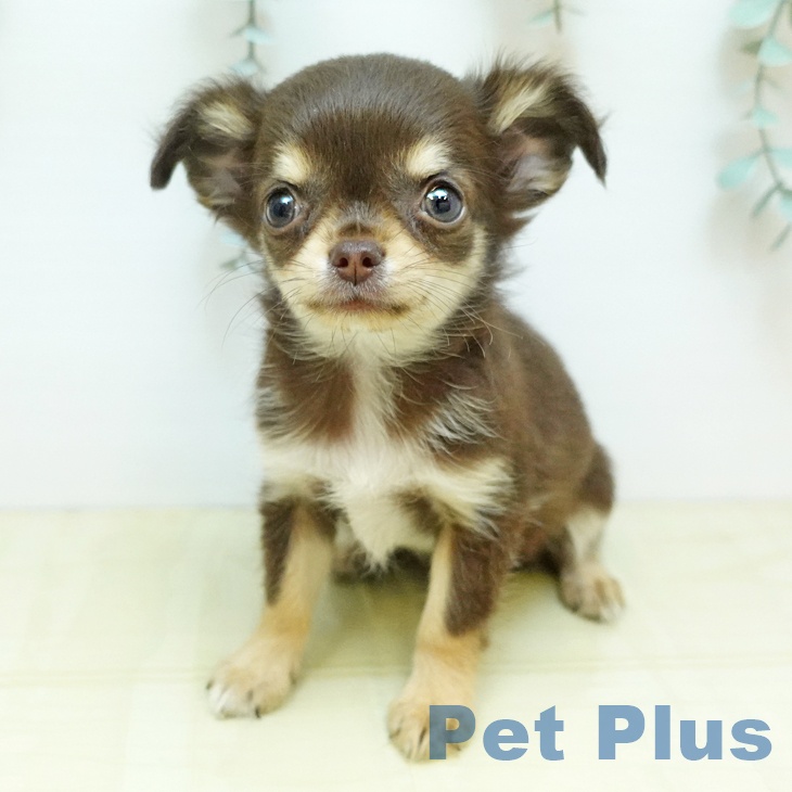 岡山県のチワワ(ロング) (ペッツワン 岡山南店/2025年9月24日生まれ/女の子/チョコレートクリーム)の子犬の1枚目の画像