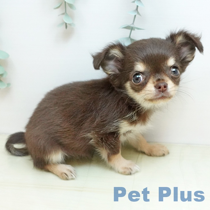 岡山県のチワワ(ロング) (ペッツワン 岡山南店/2025年9月24日生まれ/女の子/チョコレートクリーム)の子犬の2枚目の画像