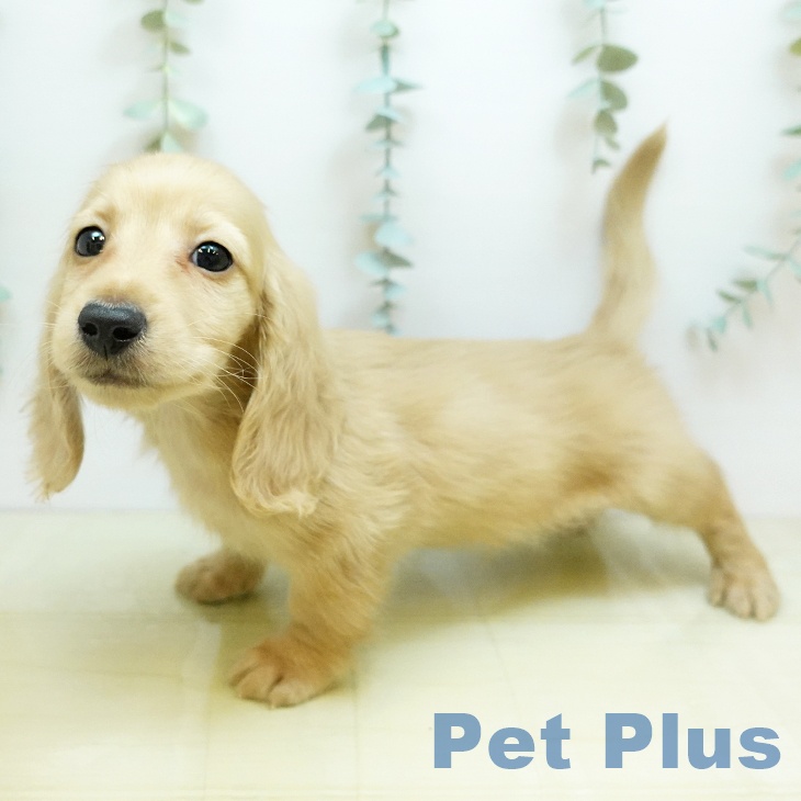 ミニチュア・ダックスフンド