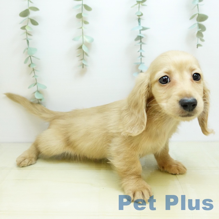 ミニチュア・ダックスフンド