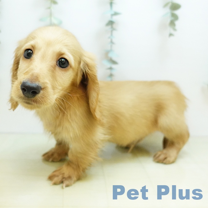 香川県のミニチュアダックスフンド(ロング) (ペットプラス 綾川店/2025年9月26日生まれ/男の子/イエロー)の子犬の1枚目の画像