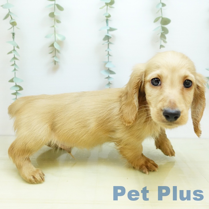 香川県のミニチュアダックスフンド(ロング) (ペットプラス 綾川店/2025年9月26日生まれ/男の子/イエロー)の子犬の2枚目の画像