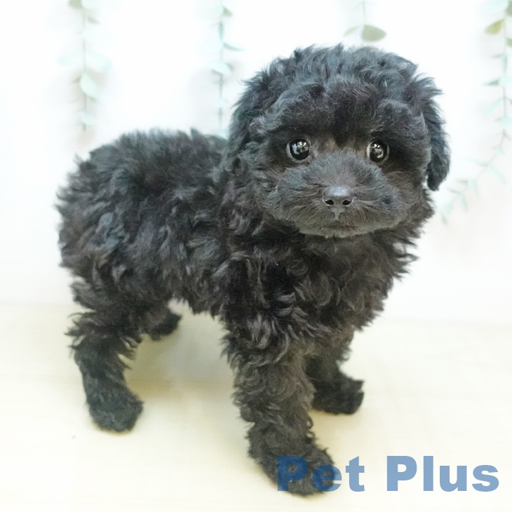 長野県のトイプードル(トイ) (ペットプラス 松本店/2025年9月19日生まれ/男の子/ブラック)の子犬の1枚目の画像