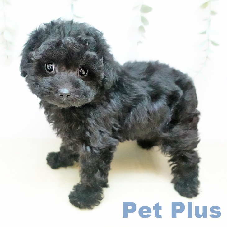 長野県のトイプードル(トイ) (ペットプラス 松本店/2025年9月19日生まれ/男の子/ブラック)の子犬の2枚目の画像