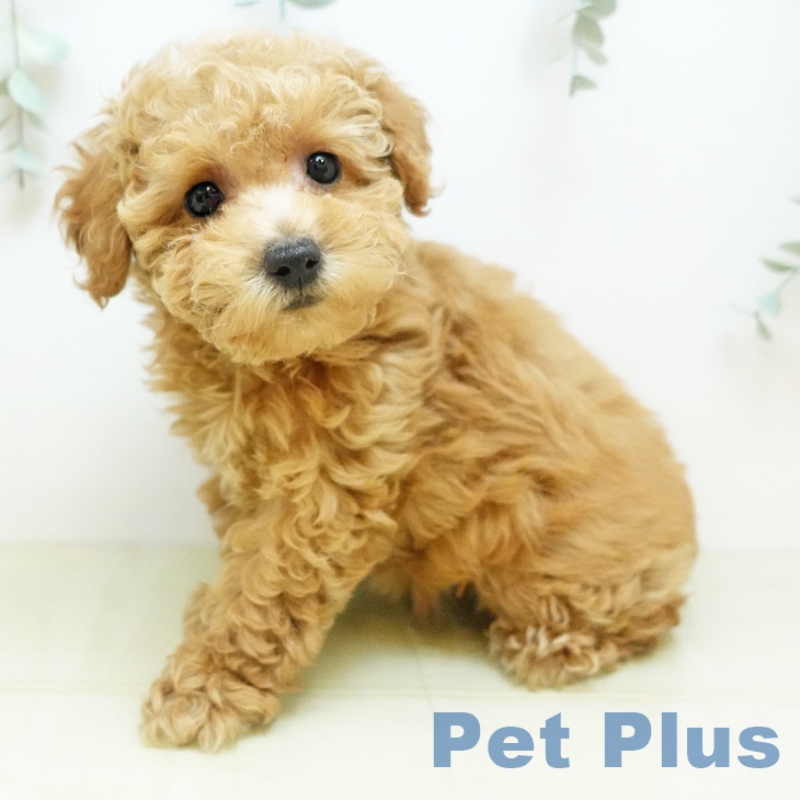 トイ・プードル