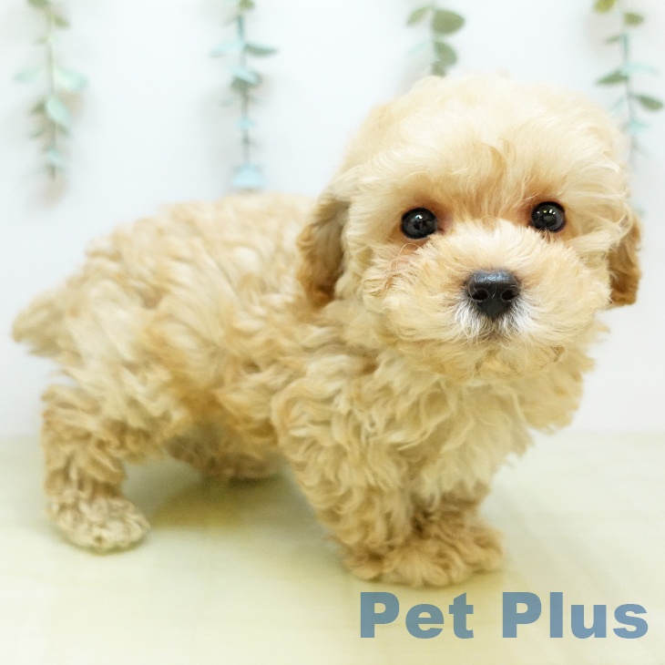 トイ・プードル