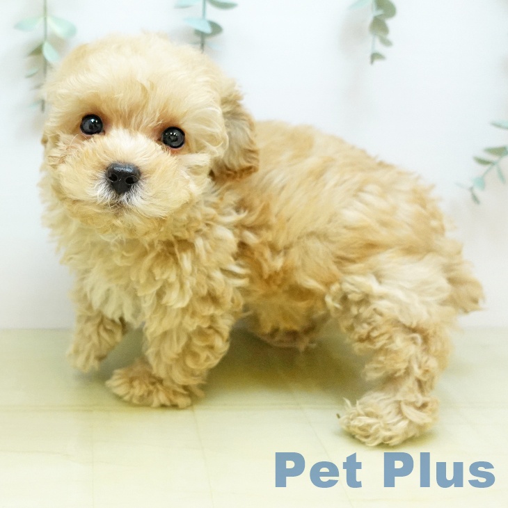 トイ・プードル