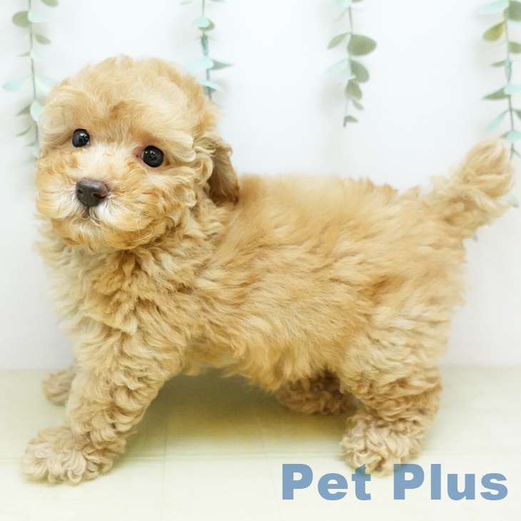 香川県のトイプードル(トイ) (ペットプラス 高松店/2025年9月24日生まれ/女の子/アプリコット)の子犬の1枚目の画像