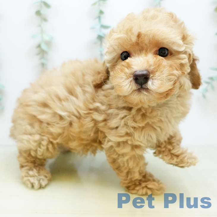 香川県のトイプードル(トイ) (ペットプラス 高松店/2025年9月24日生まれ/女の子/アプリコット)の子犬の2枚目の画像