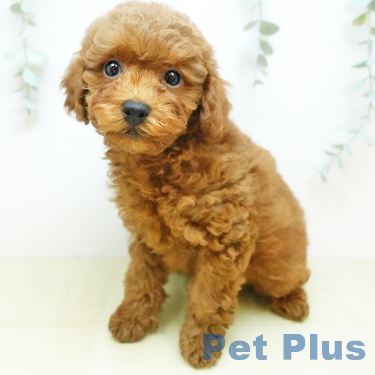 岡山県のトイプードル(トイ) (ペットプラス 岡山店/2025年9月21日生まれ/男の子/レッドフォーン)の子犬の1枚目の画像