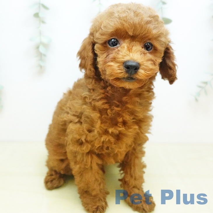 岡山県のトイプードル(トイ) (ペットプラス 岡山店/2025年9月21日生まれ/男の子/レッドフォーン)の子犬の2枚目の画像