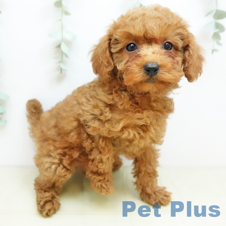 トイ・プードル