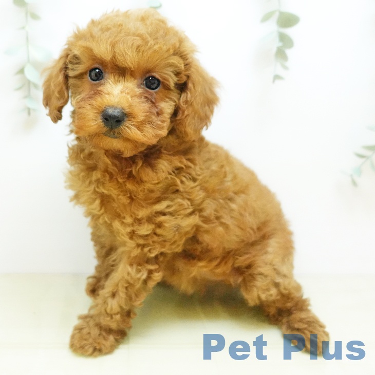 トイ・プードルの写真2