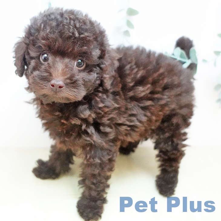 岡山県のトイプードル(トイ) (ペットプラス 岡山店/2025年9月20日生まれ/女の子/ブラウン)の子犬の1枚目の画像