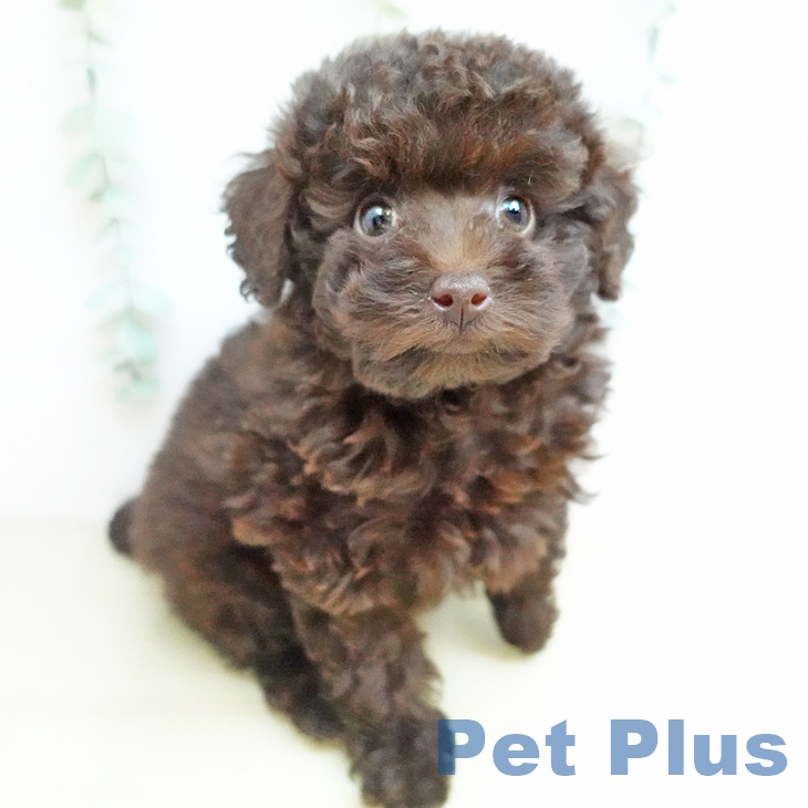 岡山県のトイプードル(トイ) (ペットプラス 岡山店/2025年9月20日生まれ/女の子/ブラウン)の子犬の2枚目の画像