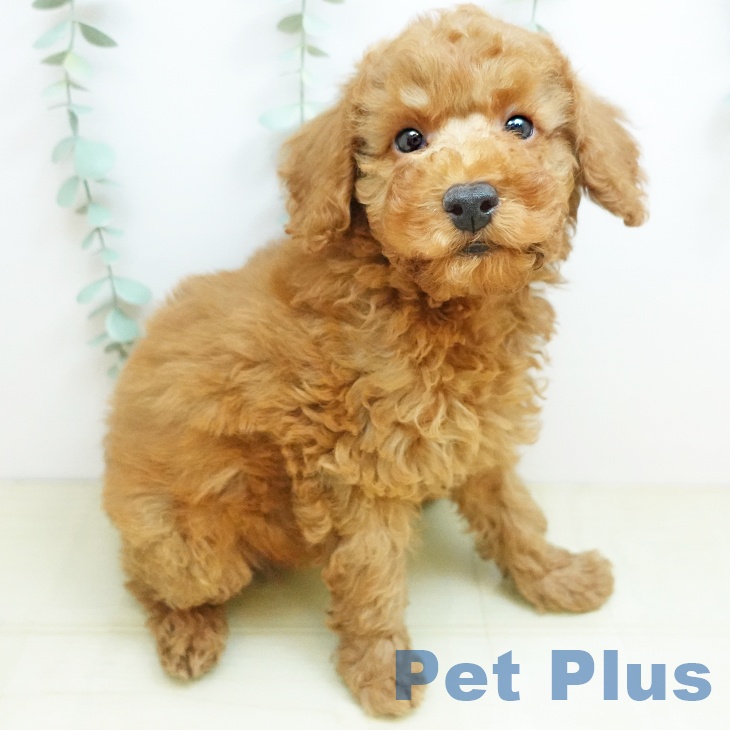 香川県のトイプードル(トイ) (ペットプラス 綾川店/2025年9月22日生まれ/男の子/オレンジフォーン)の子犬