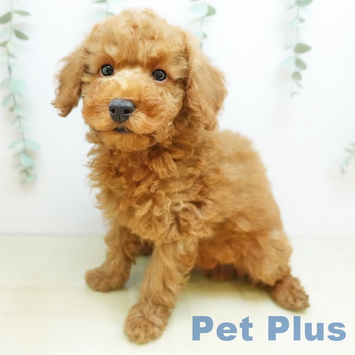 香川県のトイプードル(トイ) (ペットプラス 綾川店/2025年9月22日生まれ/男の子/オレンジフォーン)の子犬の2枚目の画像