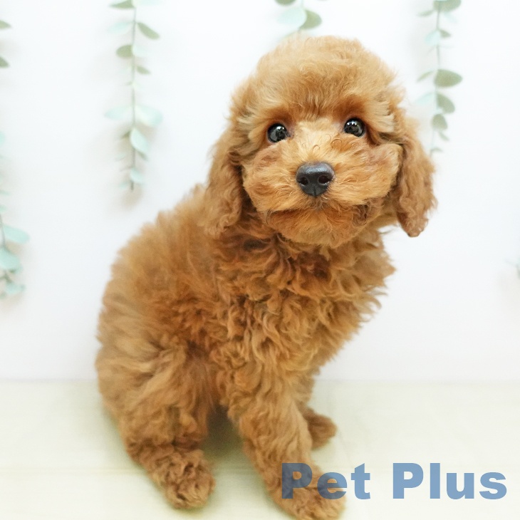 徳島県のトイプードル(トイ) (ペットプラス 徳島店/2025年9月22日生まれ/女の子/オレンジフォーン)の子犬の1枚目の画像