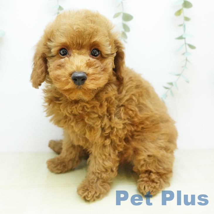 徳島県のトイプードル(トイ) (ペットプラス 徳島店/2025年9月22日生まれ/女の子/オレンジフォーン)の子犬の2枚目の画像