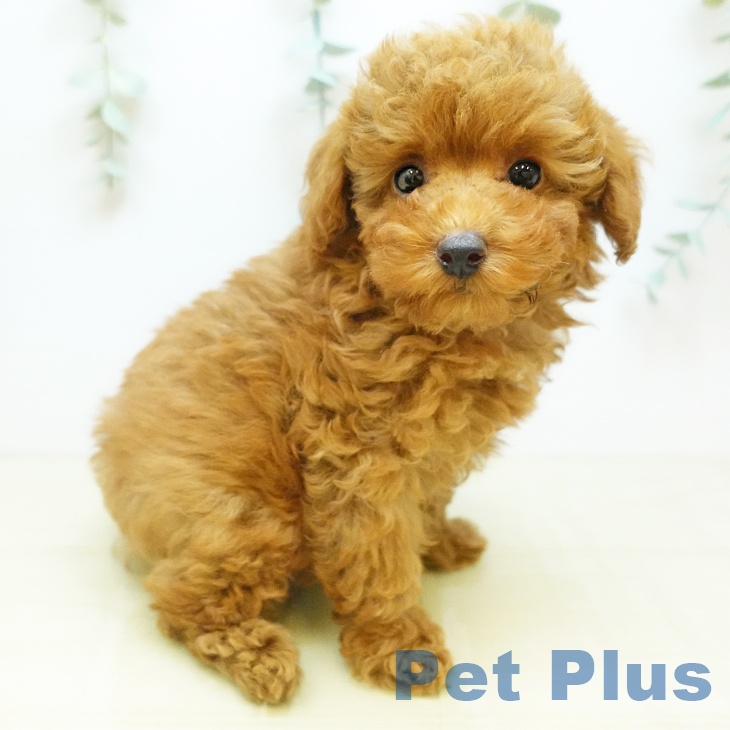 トイ・プードル