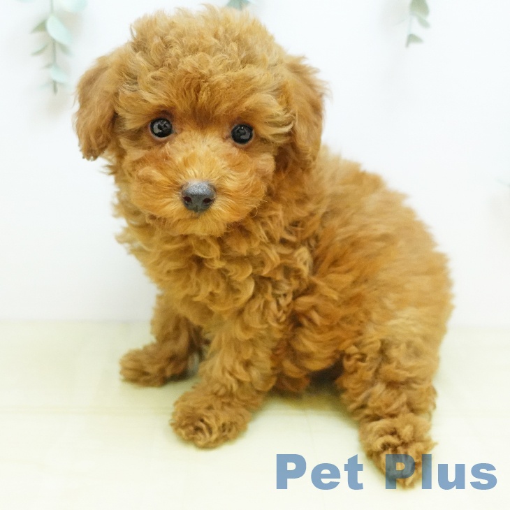 トイ・プードル