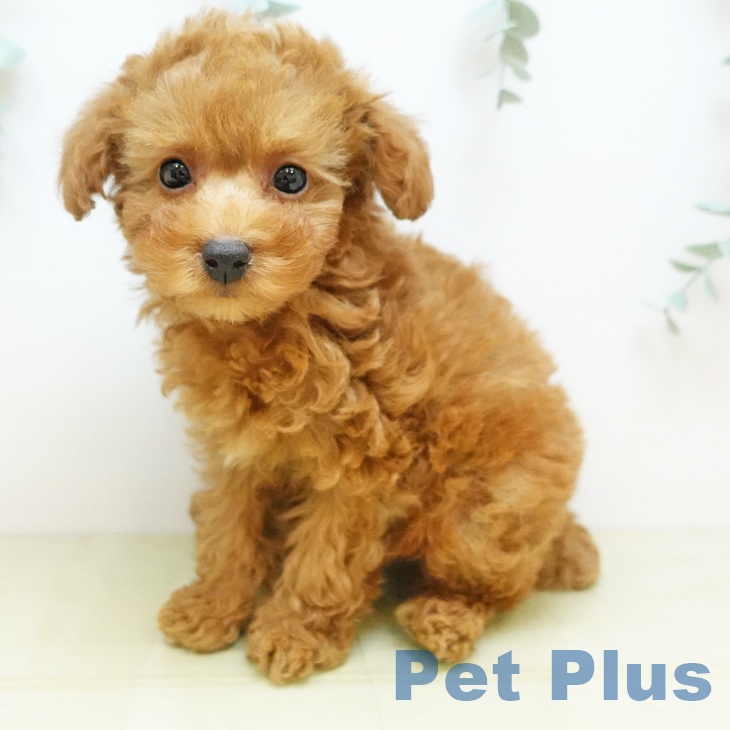 香川県のトイプードル(トイ) (ペットプラス 綾川店/2025年9月22日生まれ/女の子/オレンジフォーン)の子犬の1枚目の画像