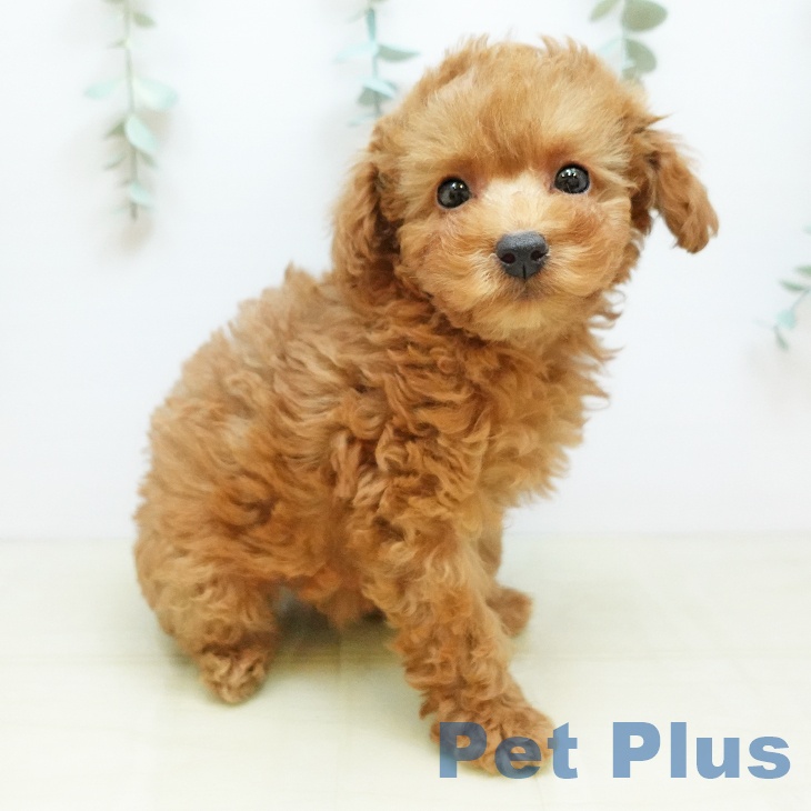 香川県のトイプードル(トイ) (ペットプラス 綾川店/2025年9月22日生まれ/女の子/オレンジフォーン)の子犬の2枚目の画像