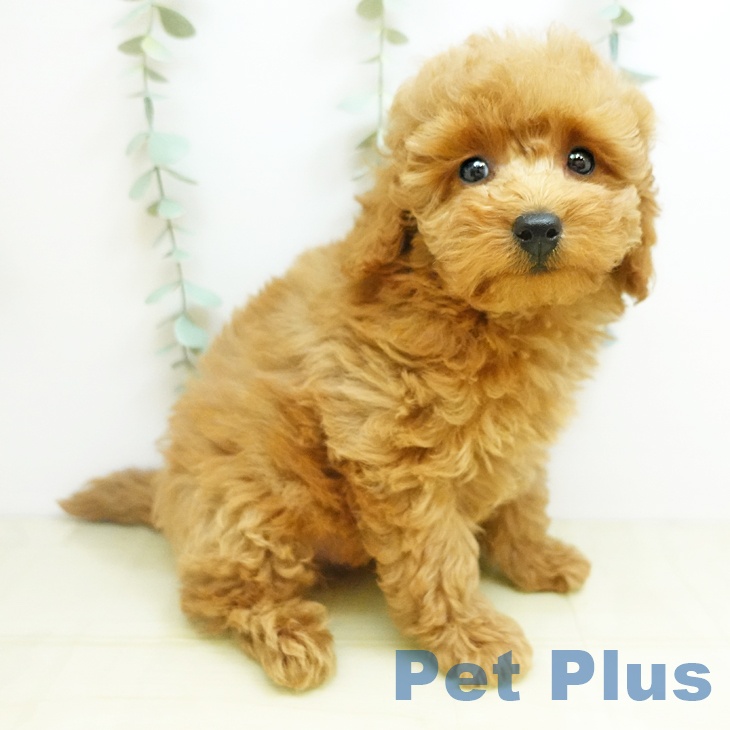 岡山県のトイプードル(トイ) (ペッツワン 岡山南店/2025年9月17日生まれ/男の子/レッド)の子犬の1枚目の画像