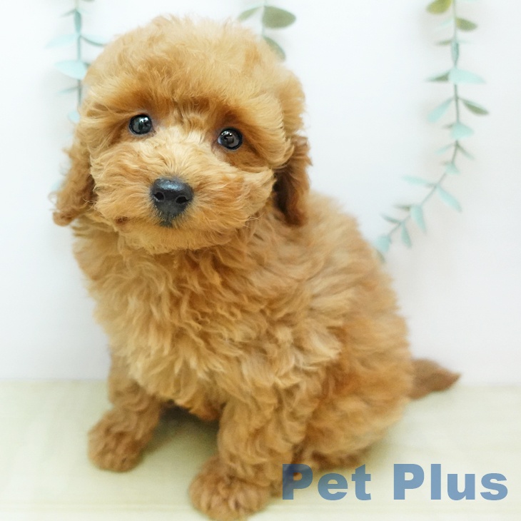 岡山県のトイプードル(トイ) (ペッツワン 岡山南店/2025年9月17日生まれ/男の子/レッド)の子犬の2枚目の画像