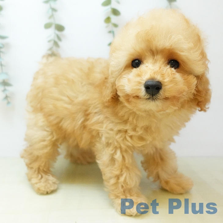 愛媛県のトイプードル(トイ) (ペットプラス 新居浜店/2025年9月17日生まれ/男の子/レッド)の子犬の1枚目の画像