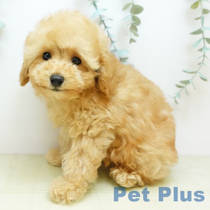 愛媛県のトイプードル(トイ) (ペットプラス 新居浜店/2025年9月17日生まれ/男の子/レッド)の子犬の2枚目の画像