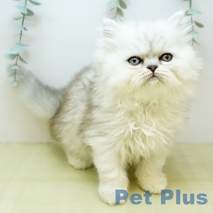 香川県のペルシャ (ペットプラス 高松店/2025年9月26日生まれ/男の子/チンチラシルバー)の子猫の1枚目の画像