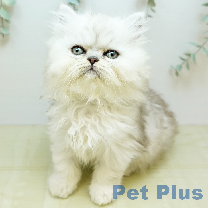 香川県のペルシャ (ペットプラス 高松店/2025年9月26日生まれ/男の子/チンチラシルバー)の子猫の2枚目の画像