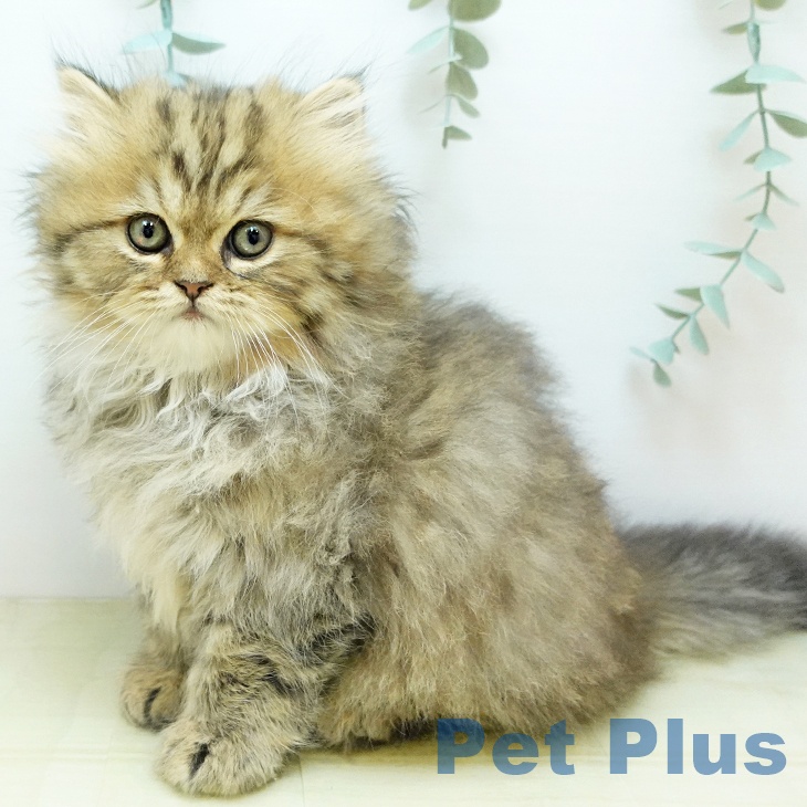 岡山県のペルシャ (ペットプラス 岡山店/2025年9月26日生まれ/男の子/チンチラゴールデン)の子猫の1枚目の画像