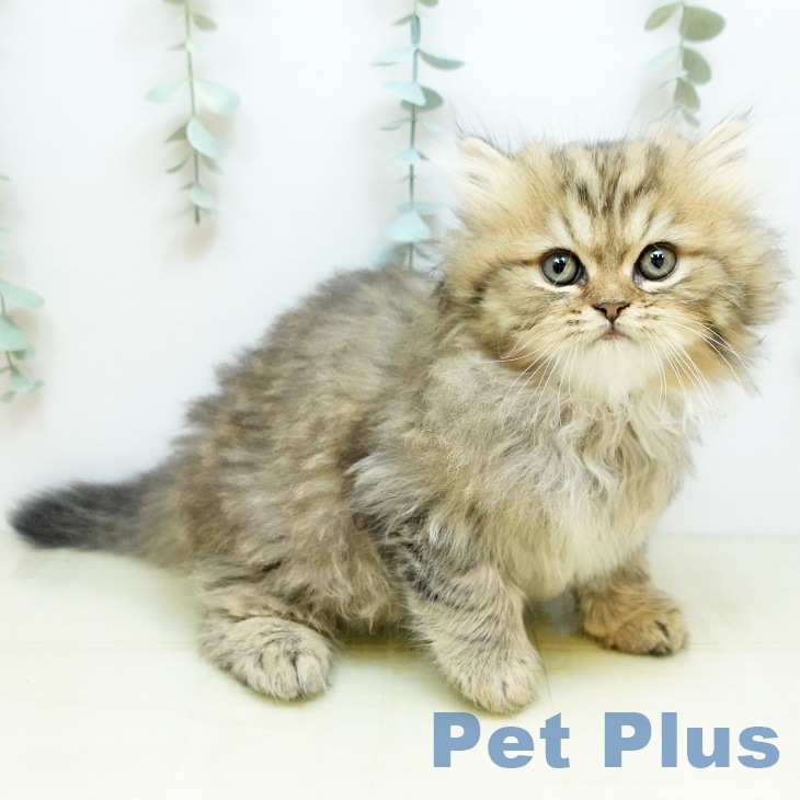 岡山県のペルシャ (ペットプラス 岡山店/2025年9月26日生まれ/男の子/チンチラゴールデン)の子猫の2枚目の画像