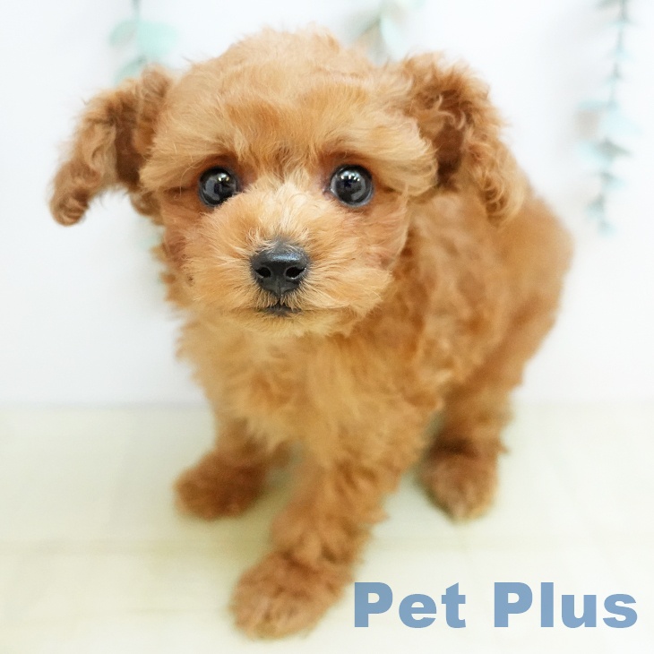 岡山県のトイプードル(トイ) (ペットプラス 岡山店/2025年9月25日生まれ/男の子/レッド)の子犬の1枚目の画像