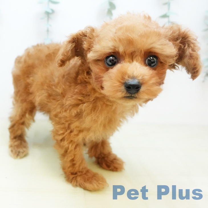 岡山県のトイプードル(トイ) (ペットプラス 岡山店/2025年9月25日生まれ/男の子/レッド)の子犬の2枚目の画像