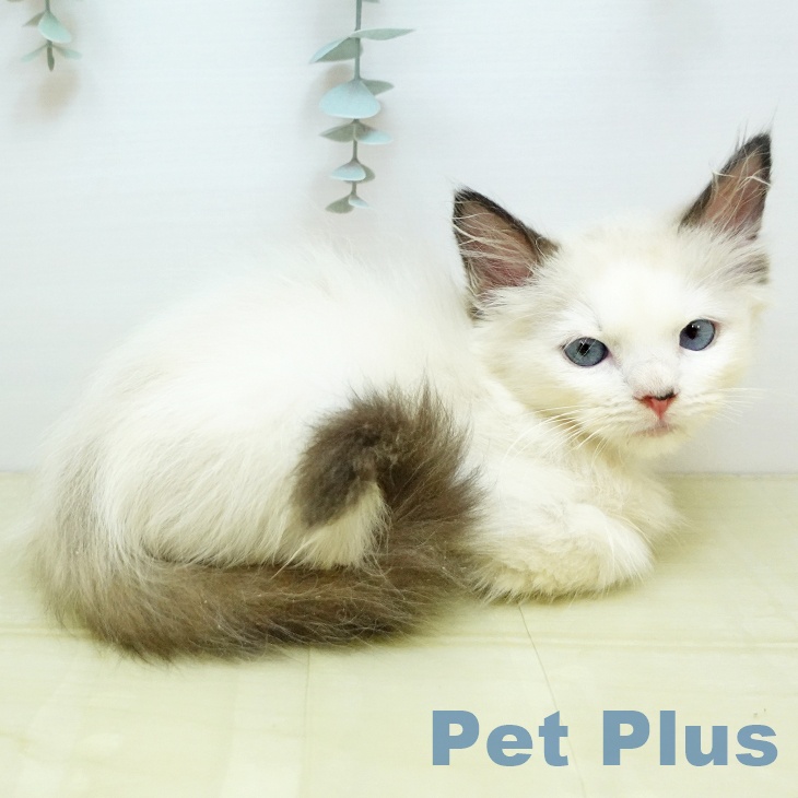 徳島県のラグドール (ペットプラス 徳島店/2025年9月25日生まれ/男の子/シールポイントバイカラー)の子猫