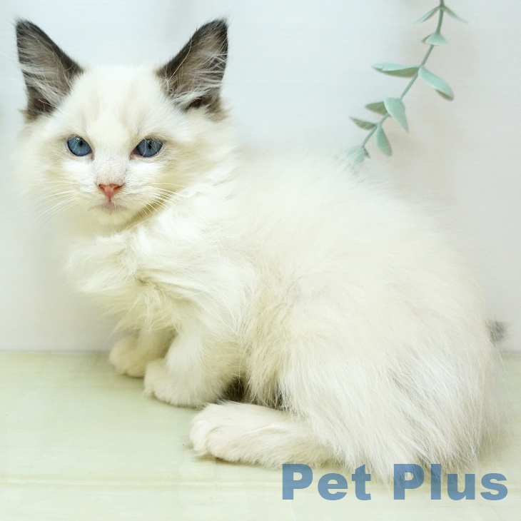 ラグドールの写真2