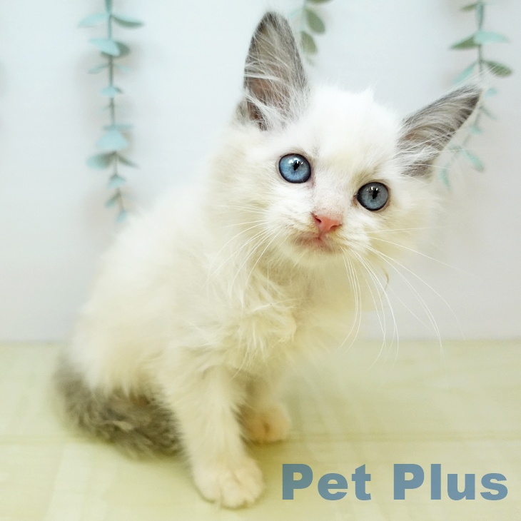 香川県のラグドール (ペットプラス 高松店/2025年9月25日生まれ/男の子/ブルーポイントバイカラー)の子猫の1枚目の画像
