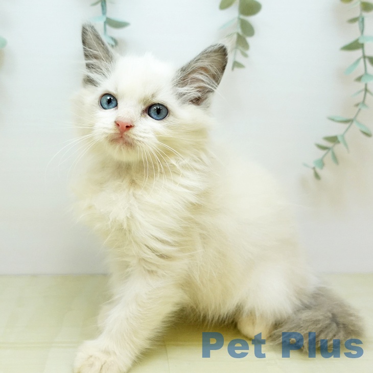 香川県のラグドール (ペットプラス 高松店/2025年9月25日生まれ/男の子/ブルーポイントバイカラー)の子猫の2枚目の画像