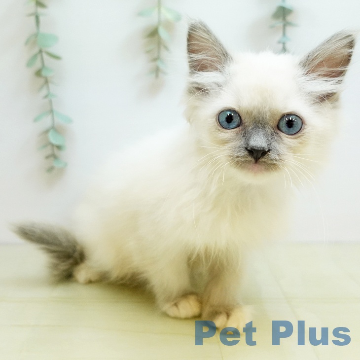 岡山県のラグドール (ペットプラス 岡山店/2025年9月25日生まれ/女の子/ブルーポイントミテッド)の子猫