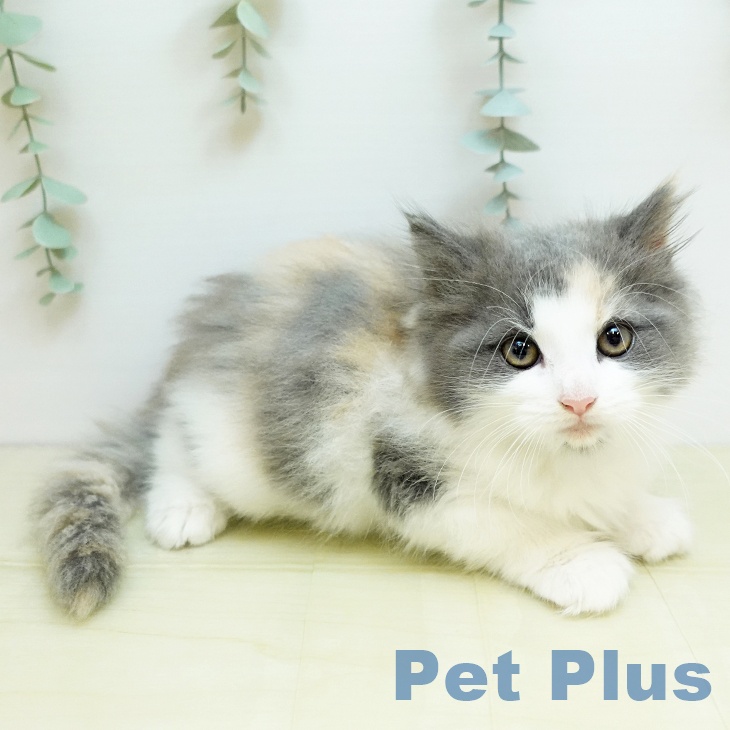 ノルウェージャンフォレストキャット